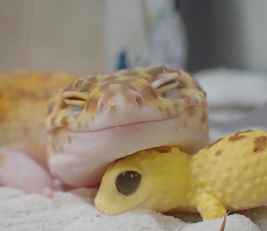 Геккон эублефар милые