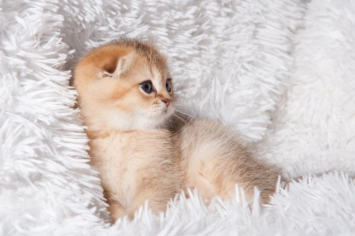 Шотландская Золотая тикированная шиншилла