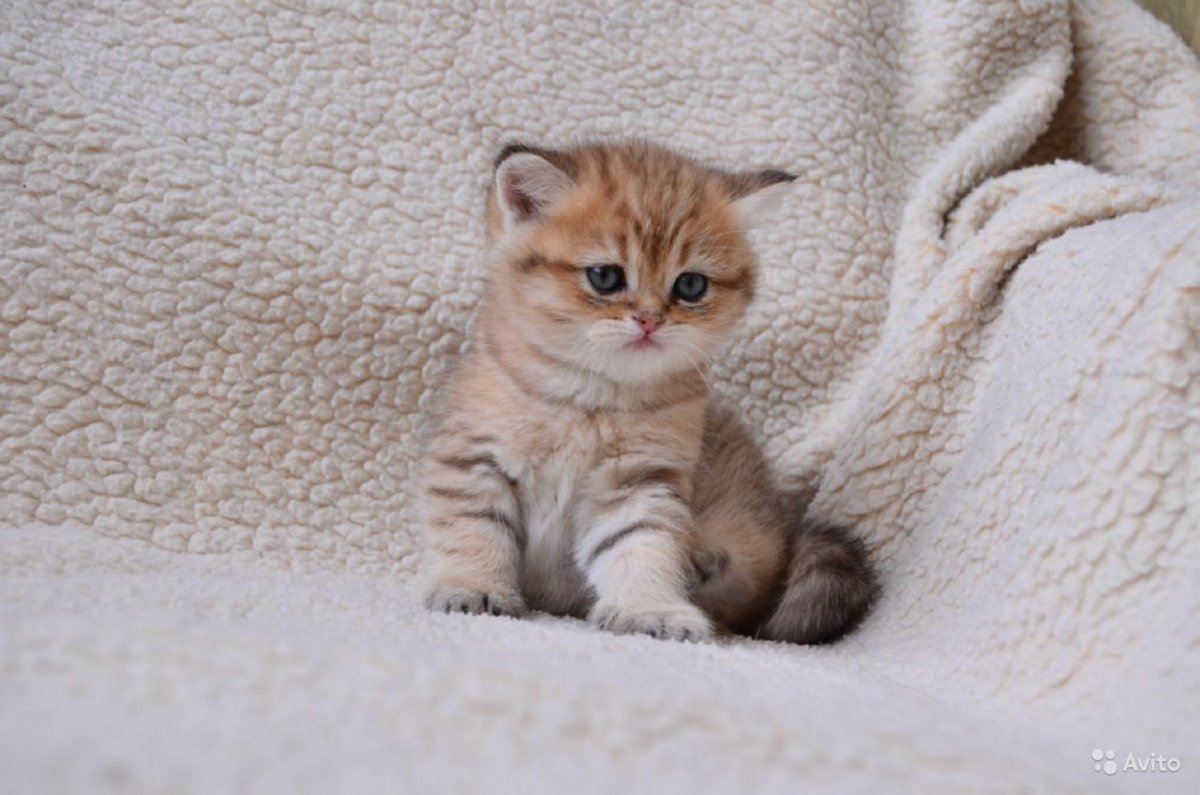 Самые милые Шотландские золотые котята