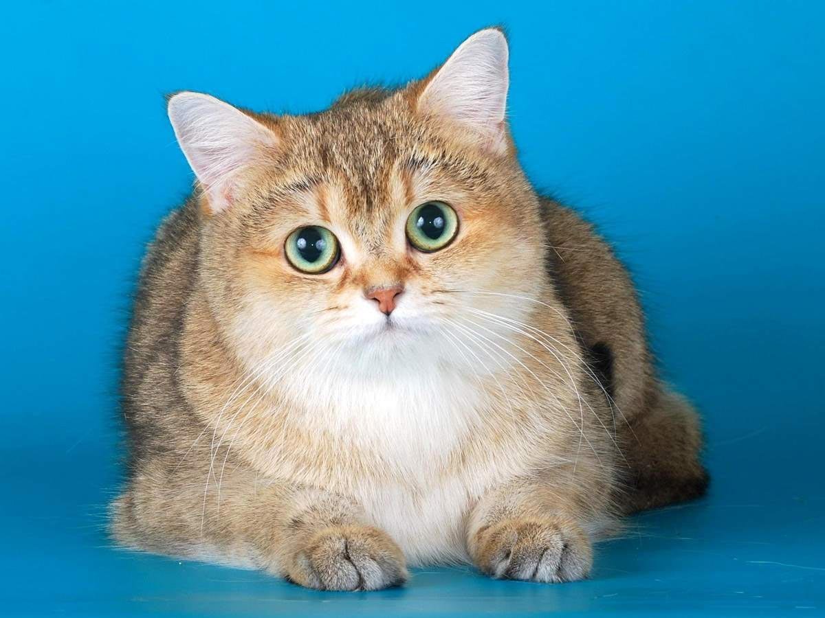 Британская Золотая шиншилла