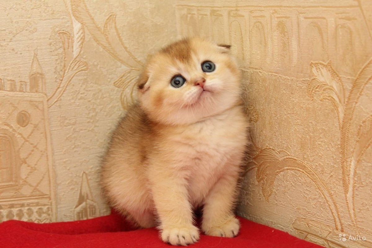 Золотая шиншилла вислоухая