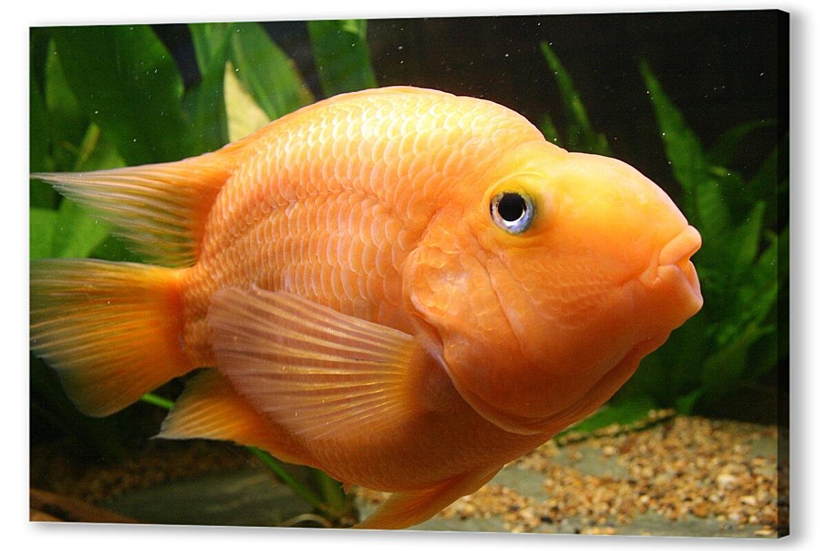 Цихлиды аквариумные малавийские