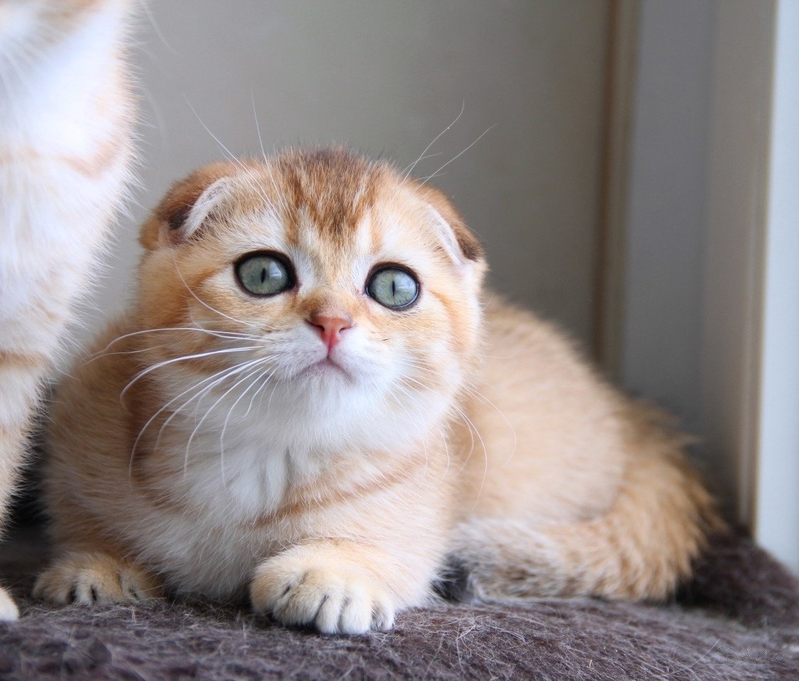 Шотландская Золотая шиншилла