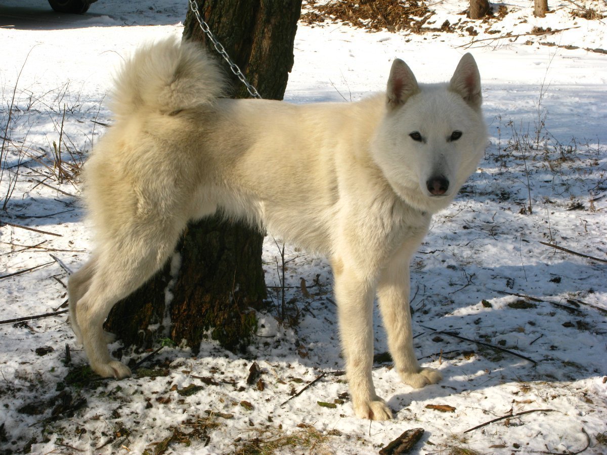 ЗСЛ лайка белая