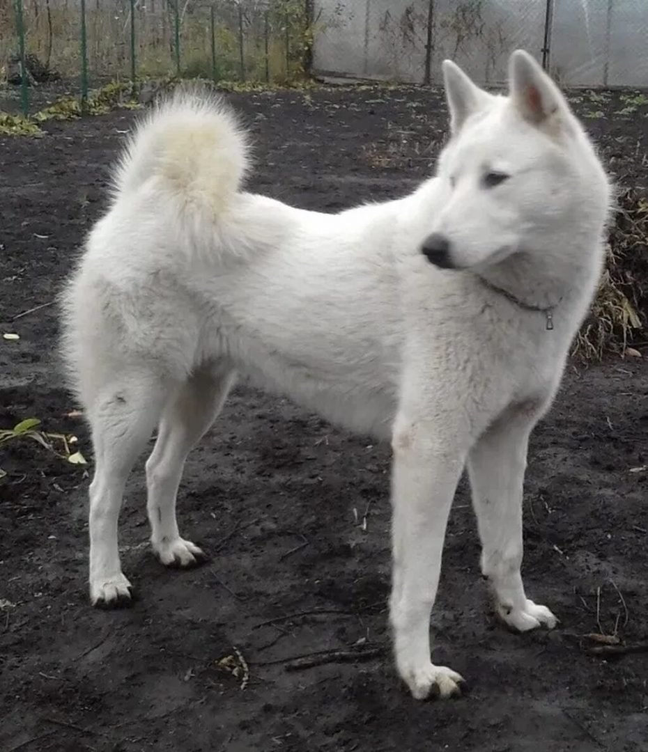 ЗСЛ лайка белая