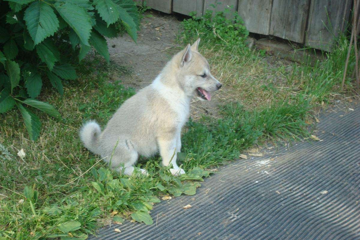 Лайка Западно Сибирская собака рыжая рисунок