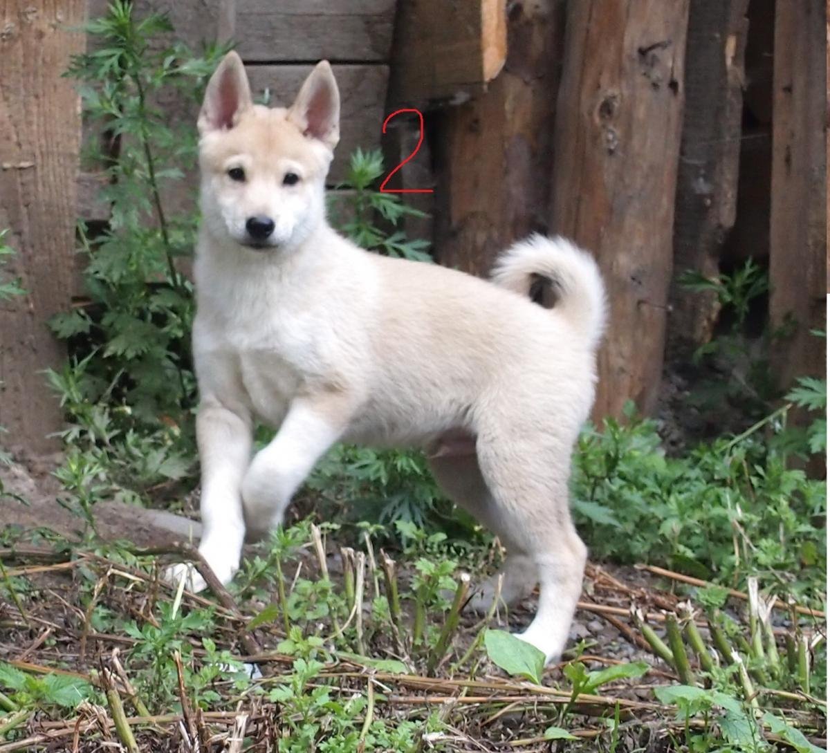Западносибирская лайка белая