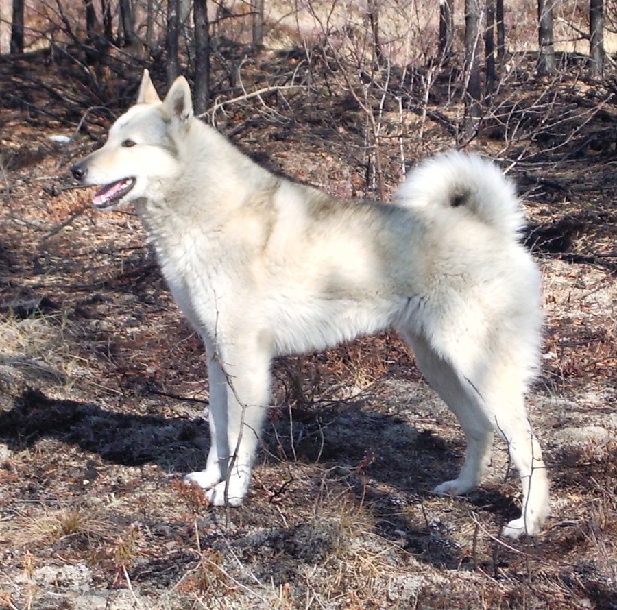 Западносибирская лайка белая
