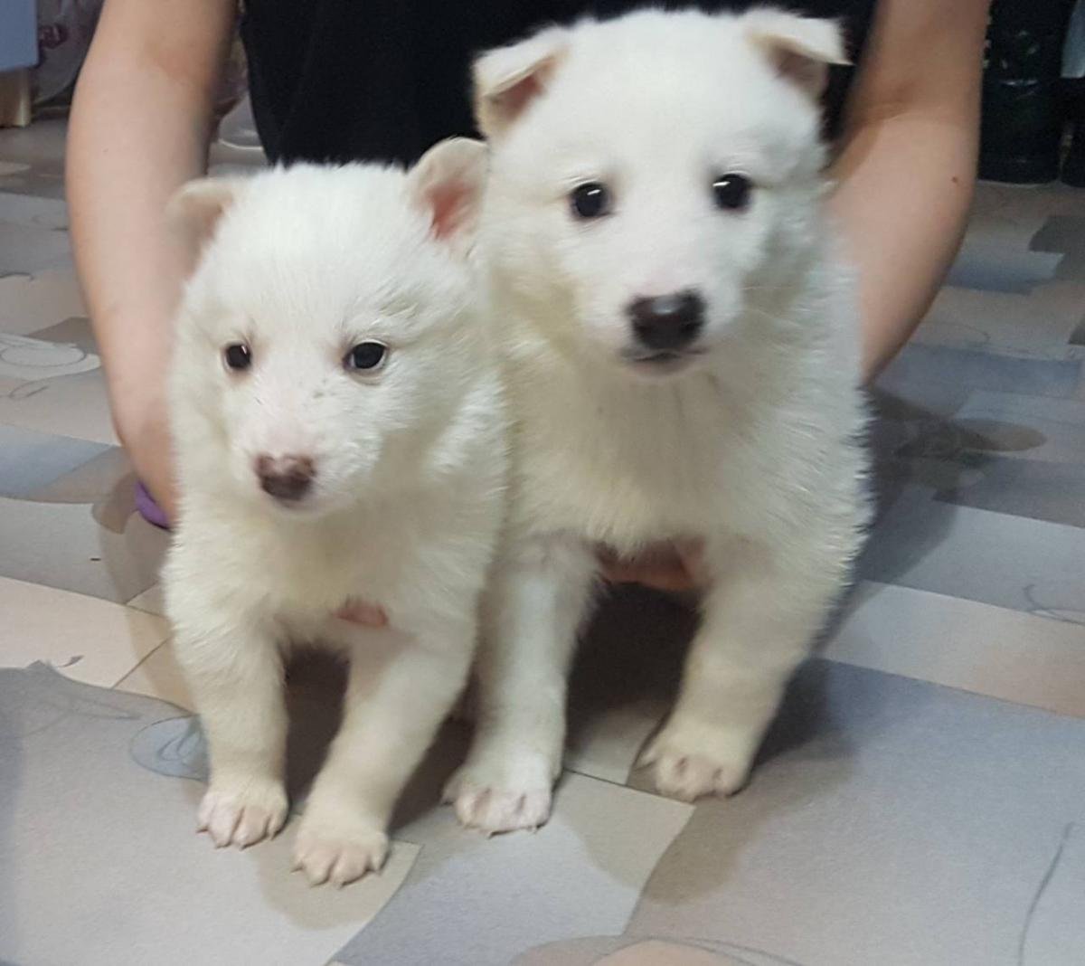 Белый щенок Западно сибирской лайки 1 месяц