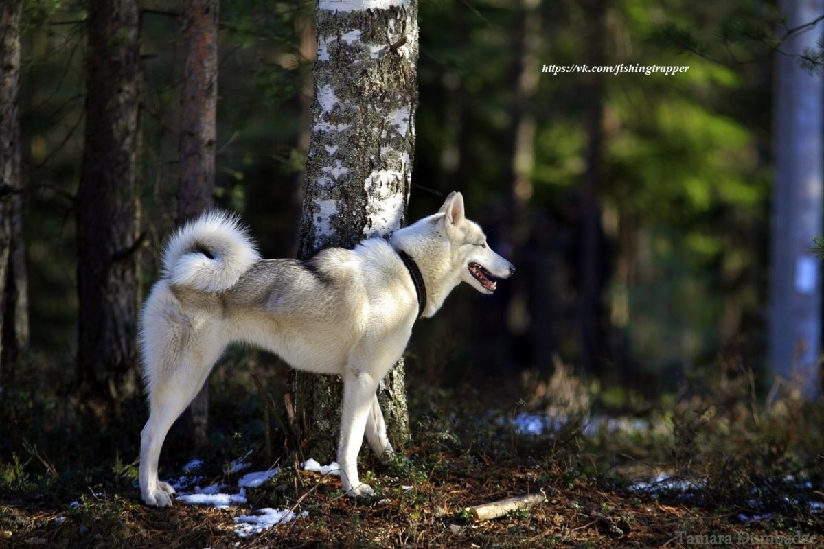 Тунгусская лайка