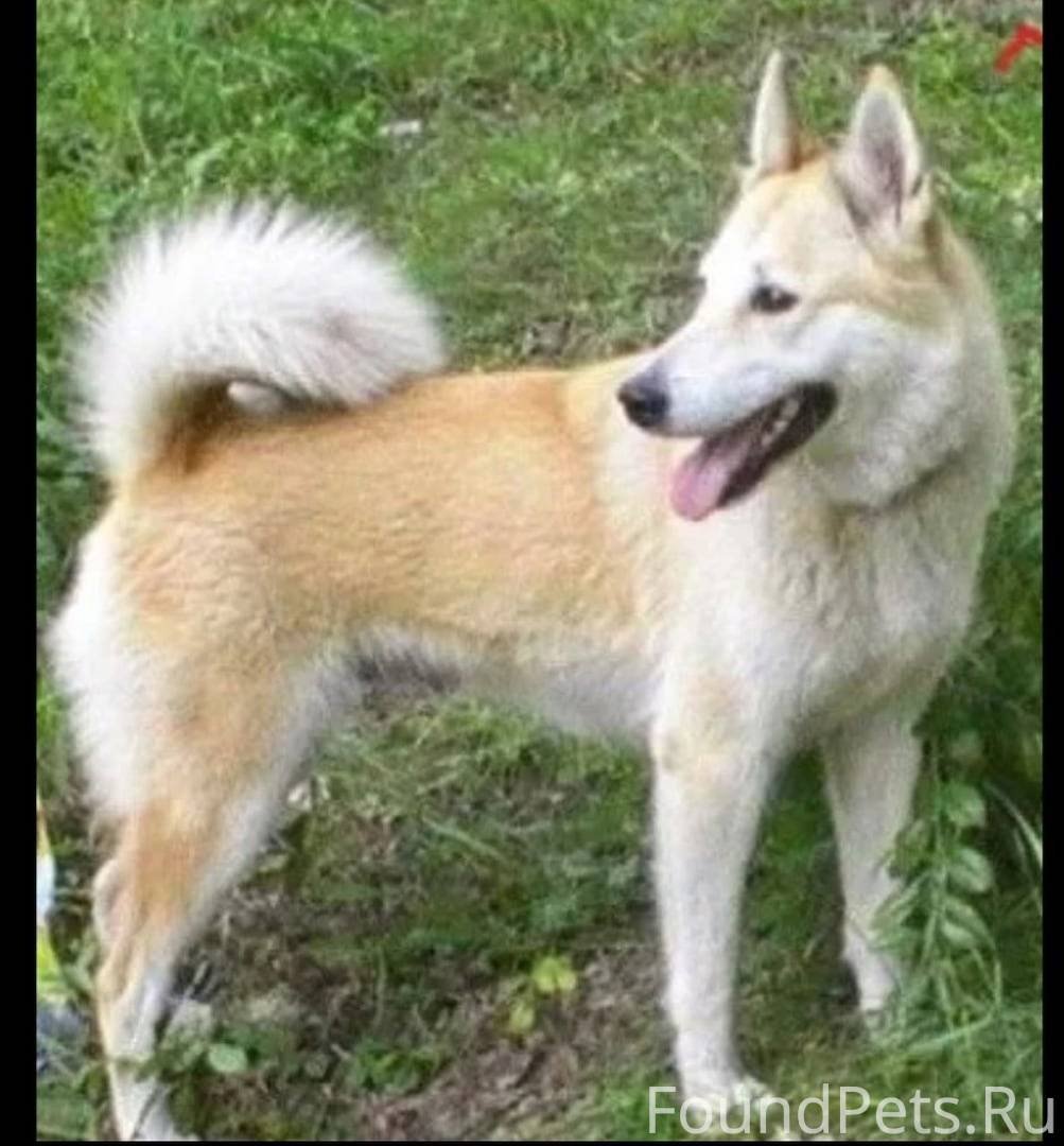Западно Сибирская лайка рыжая с белым