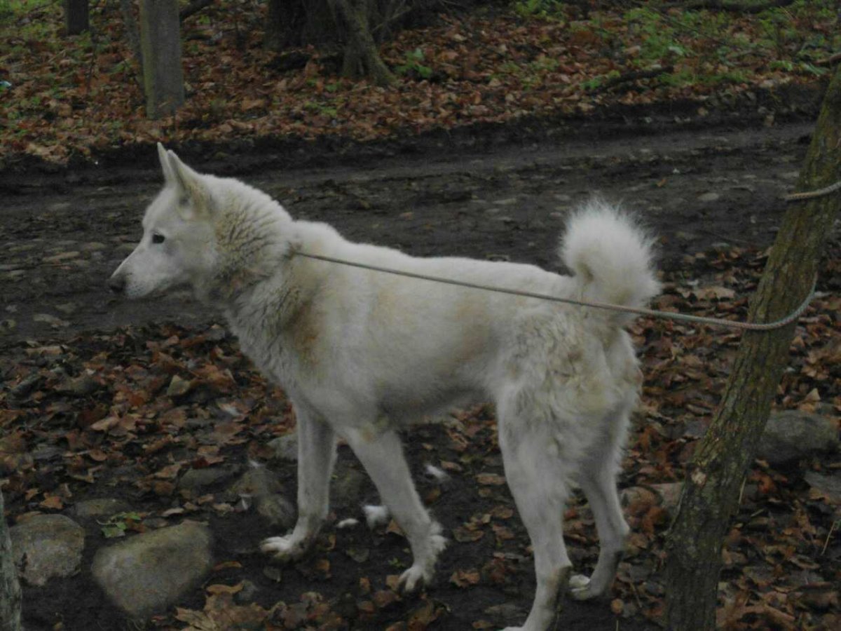Западно Сибирская лайка стандарт породы
