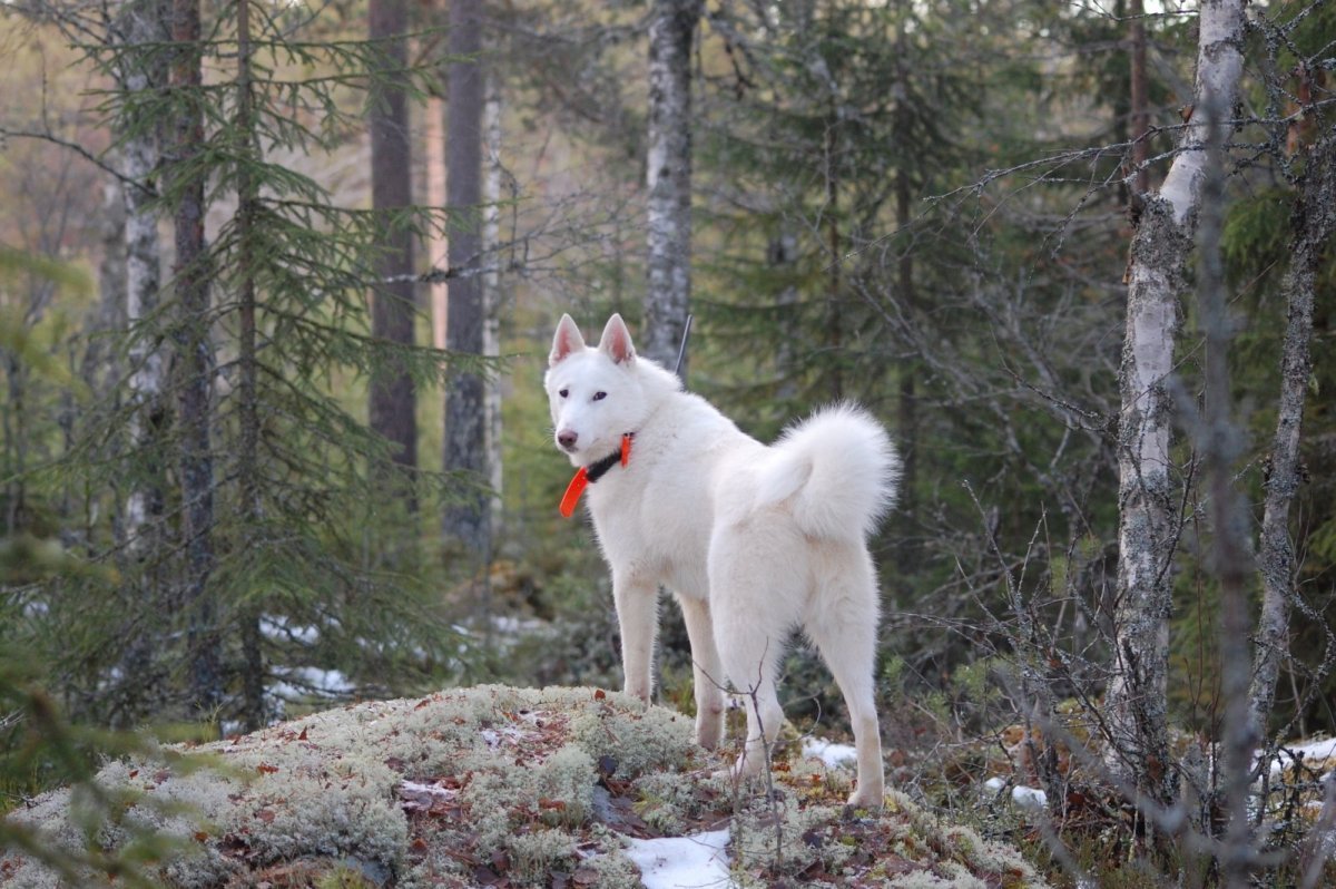 Якутская лайка