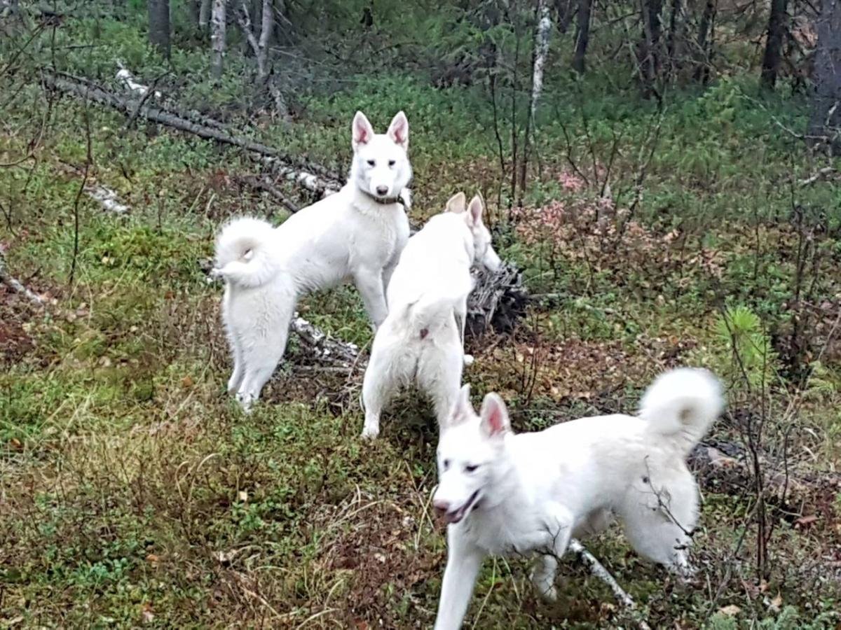 ЗСЛ лайка белая