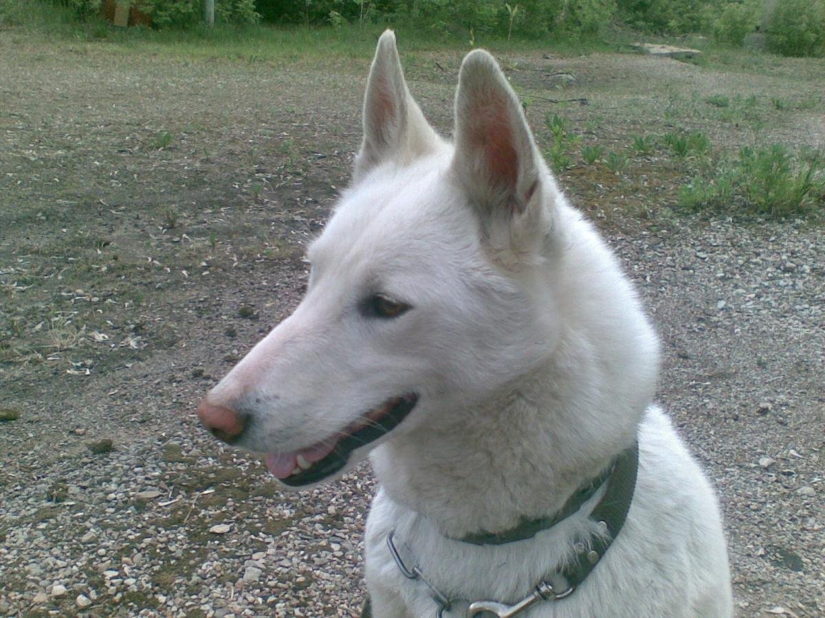 Западно-Сибирская лайка гладкошерстная