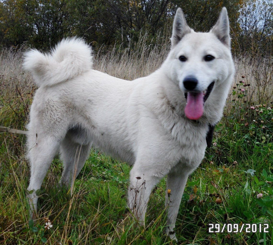 ЗСЛ лайка белая