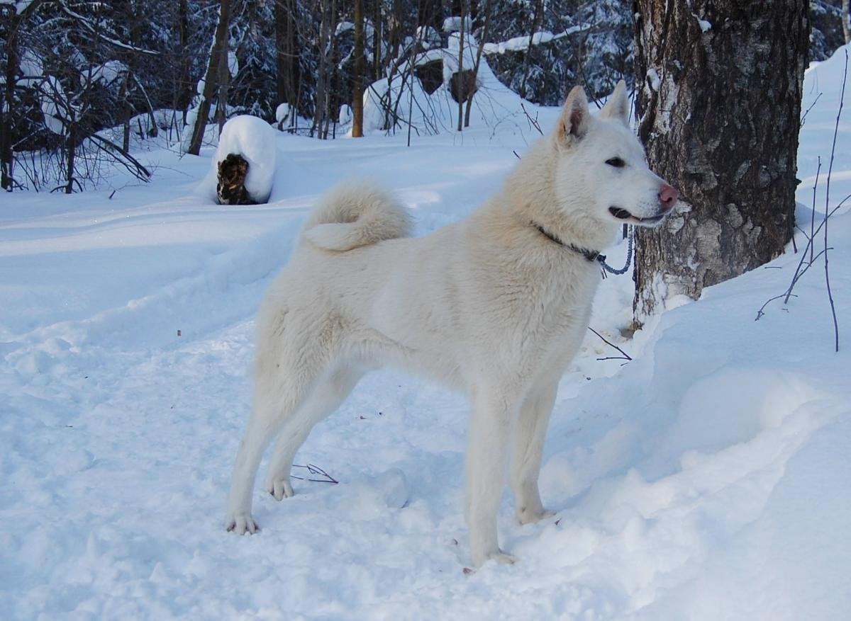 ЗСЛ лайка белая
