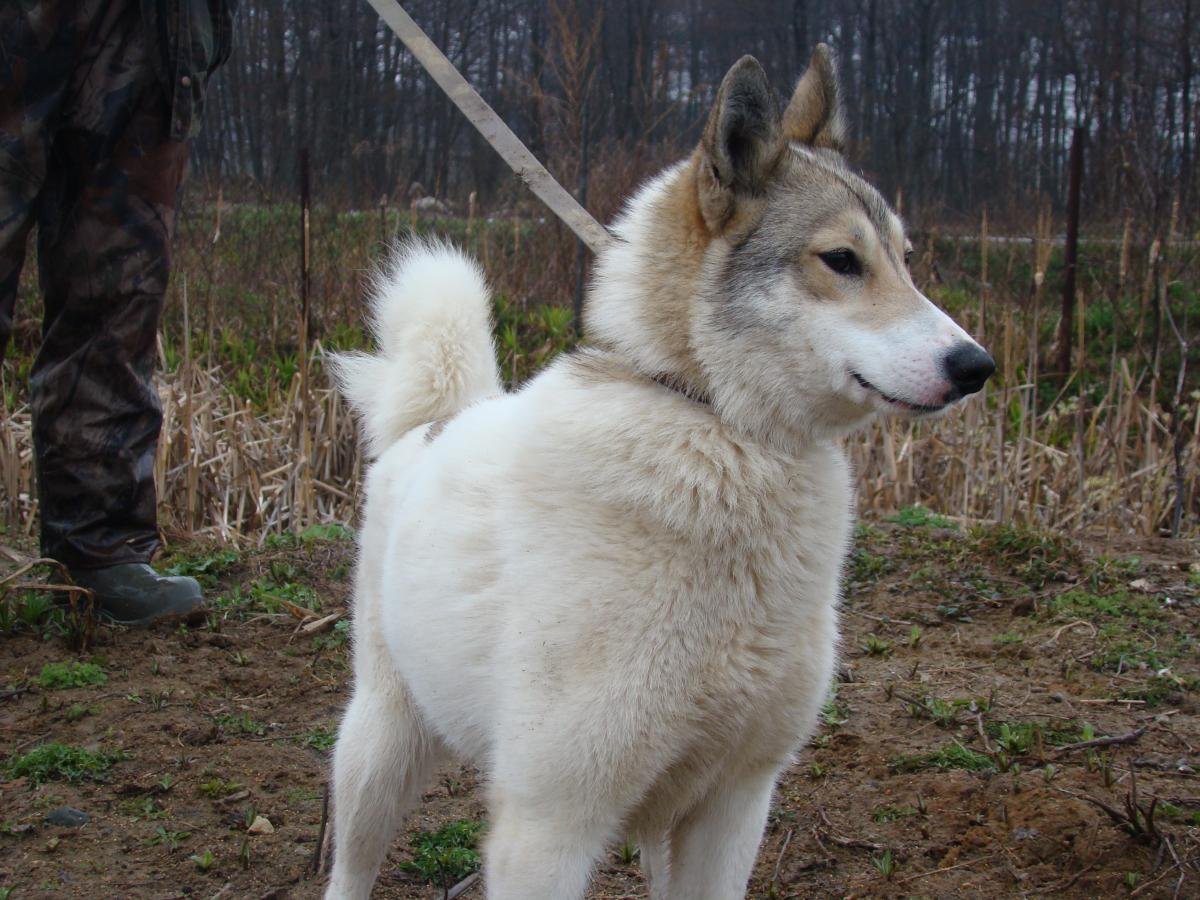 Западно Сибирская лайка 1 год