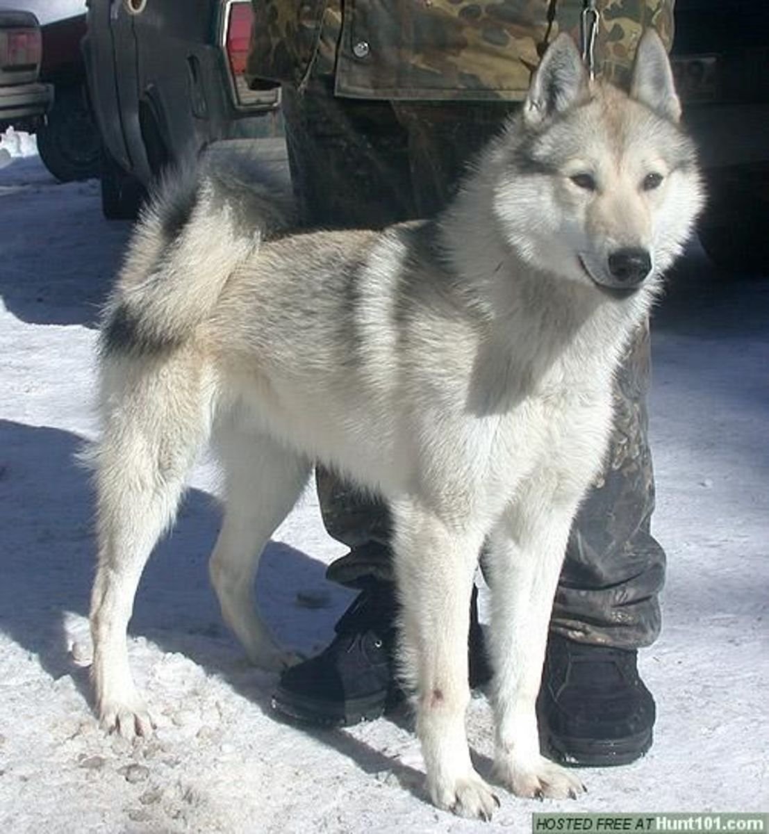 Западно Сибирская лайка самка