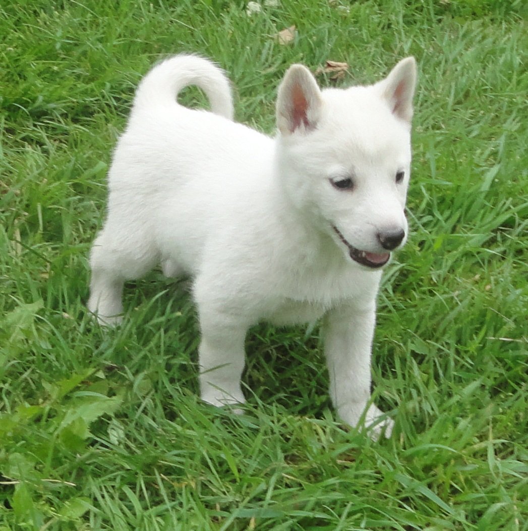 Западно-Сибирская лайка белая
