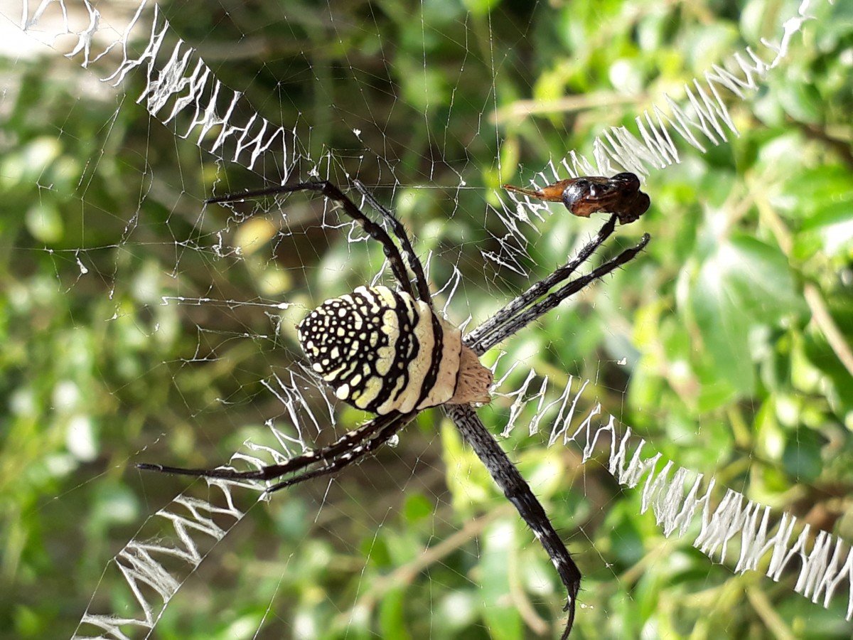 Паук съел бабочку