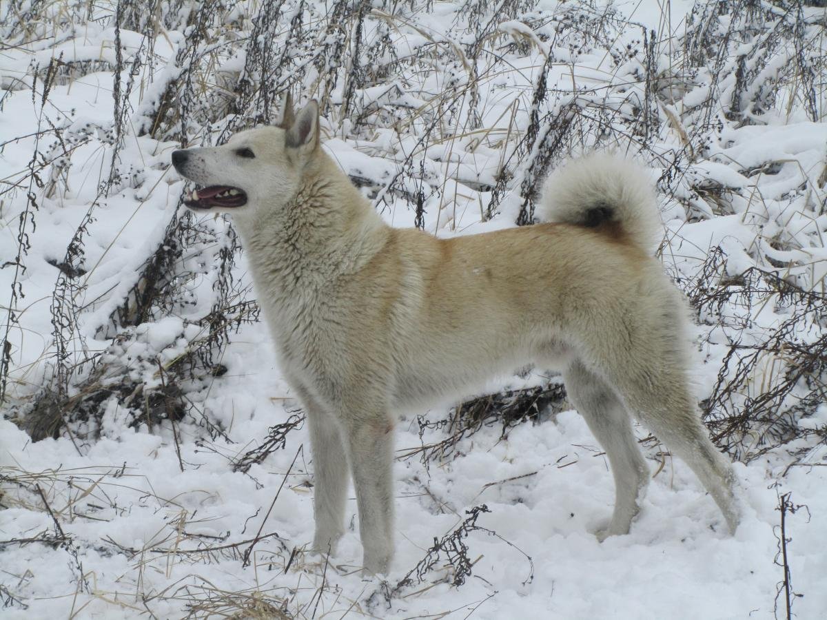 Восточносибирская лайка белая