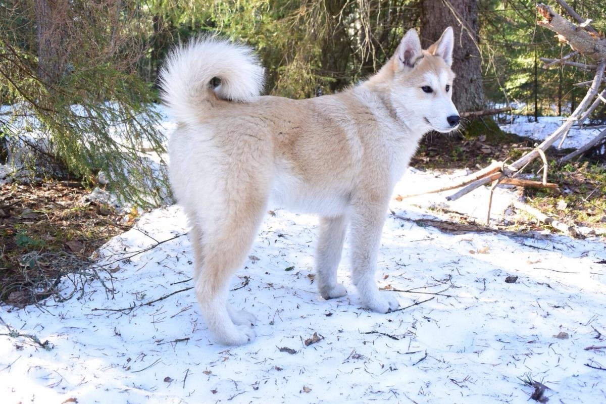 Западносибирская лайка