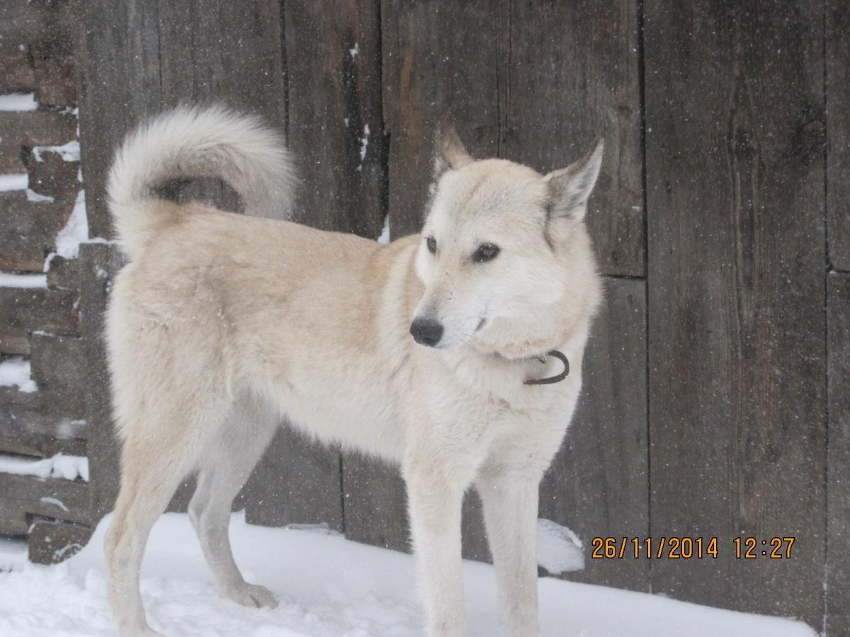 Западно Сибирская лайка палевая
