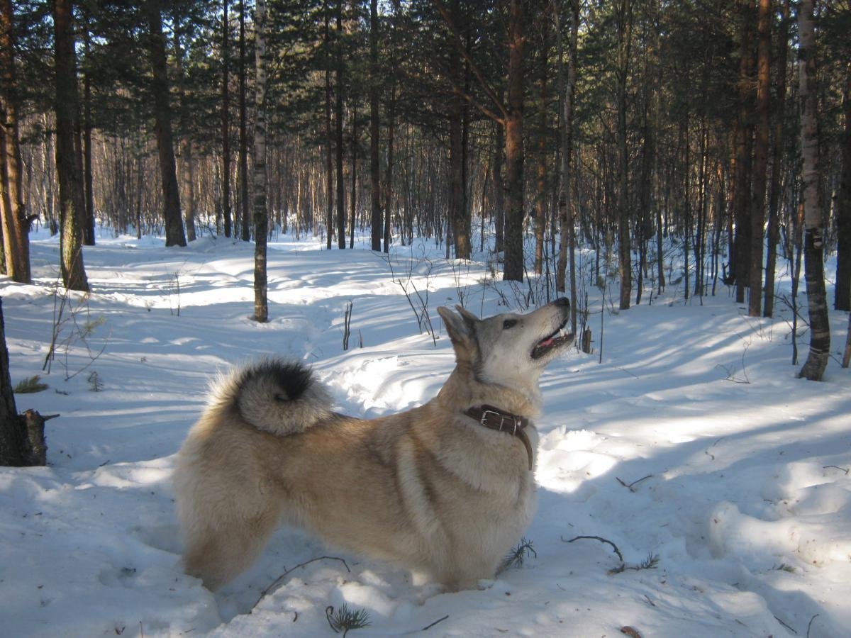 Западносибирская лайка питомник