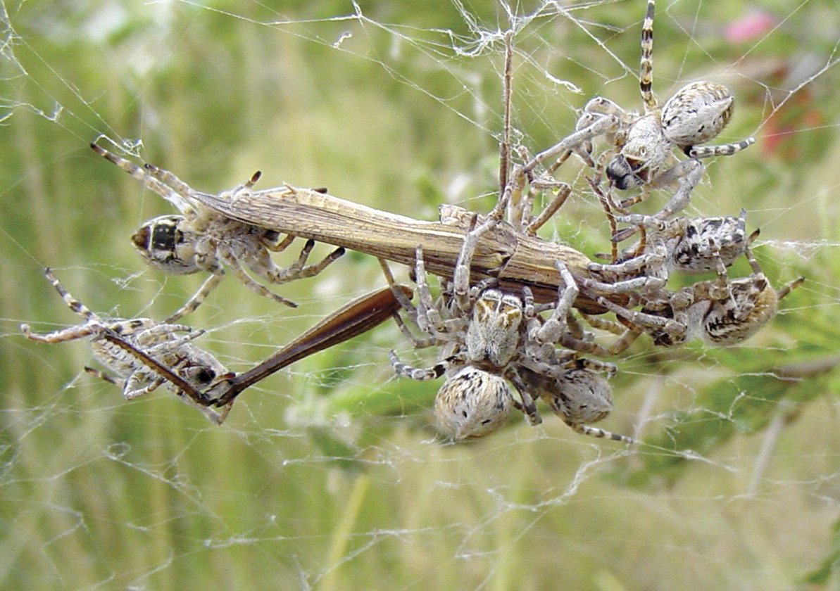 Stegodyphus mimosarum