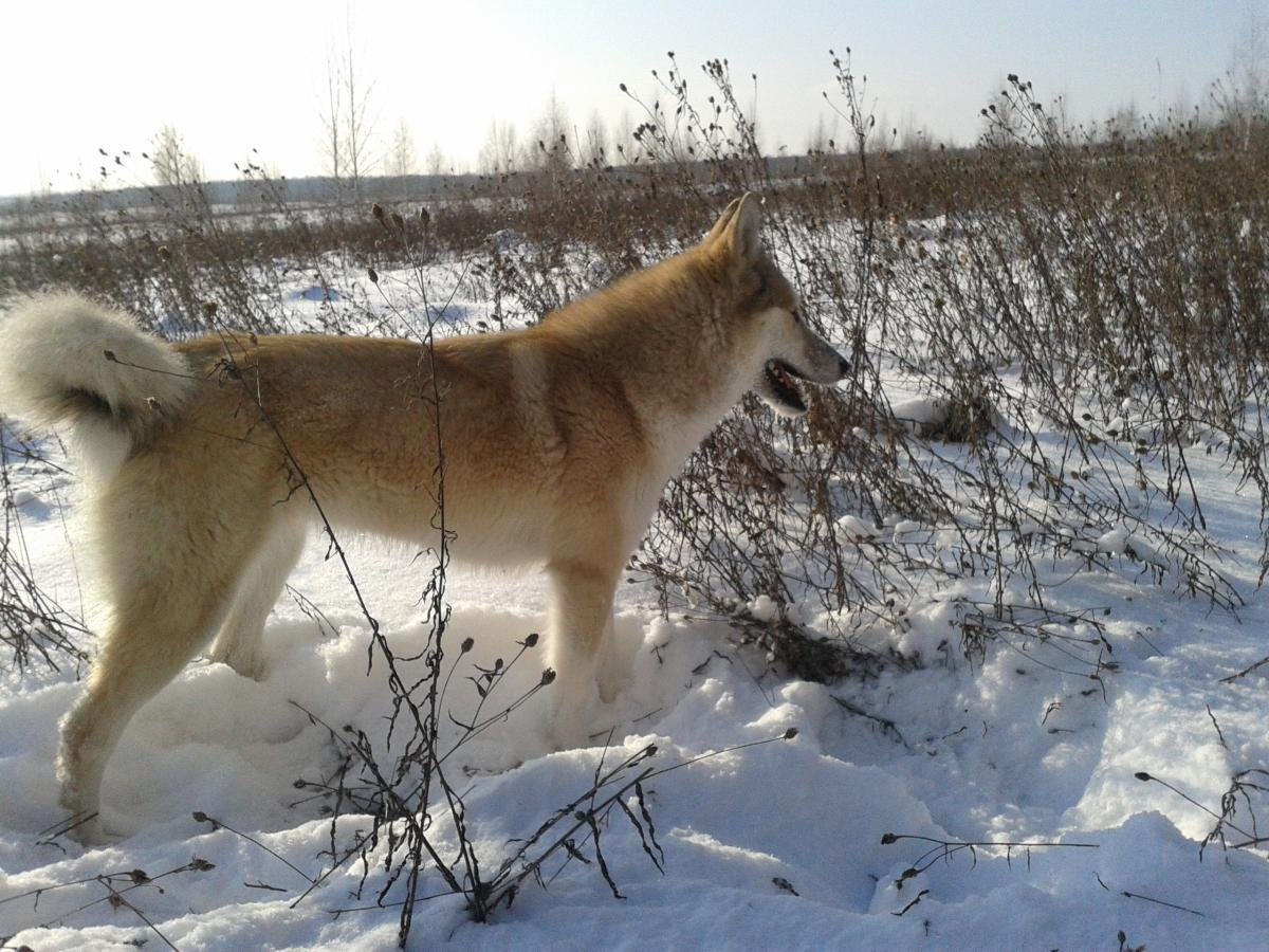 Лайки ЗСЛ рыжие