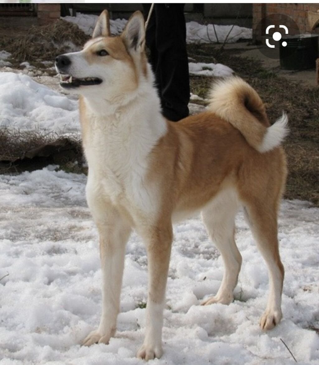 ЗСЛ лайка стандарт породы