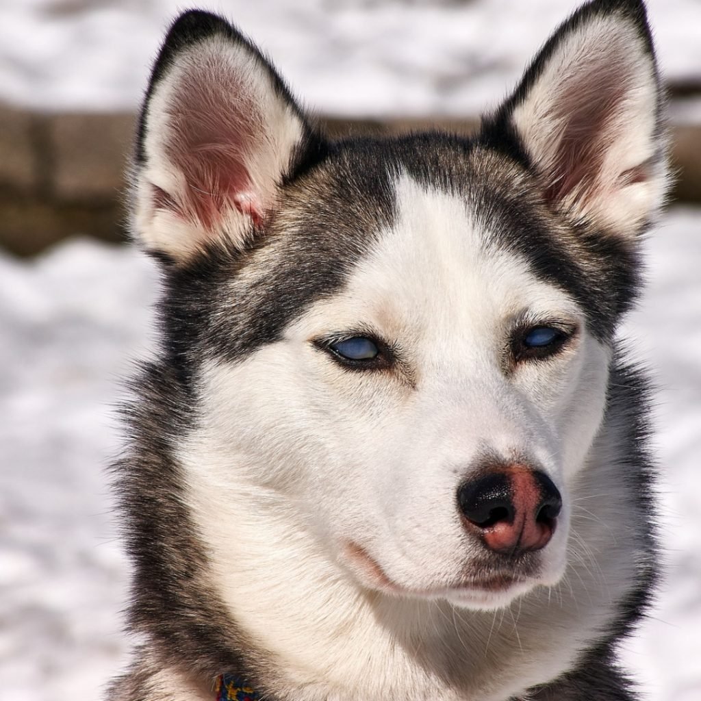 Восточно-Сибирская лайка хаска щенок