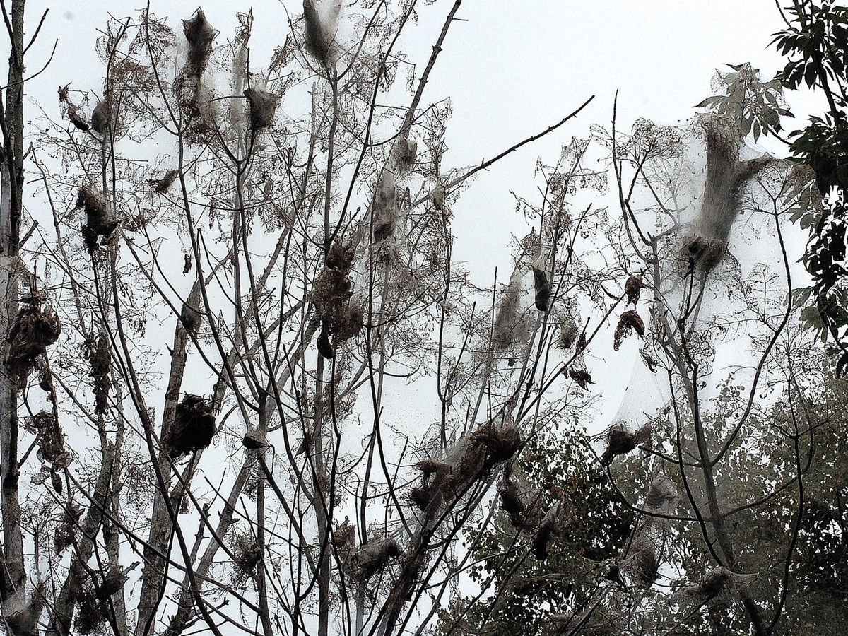 Паук пикабу