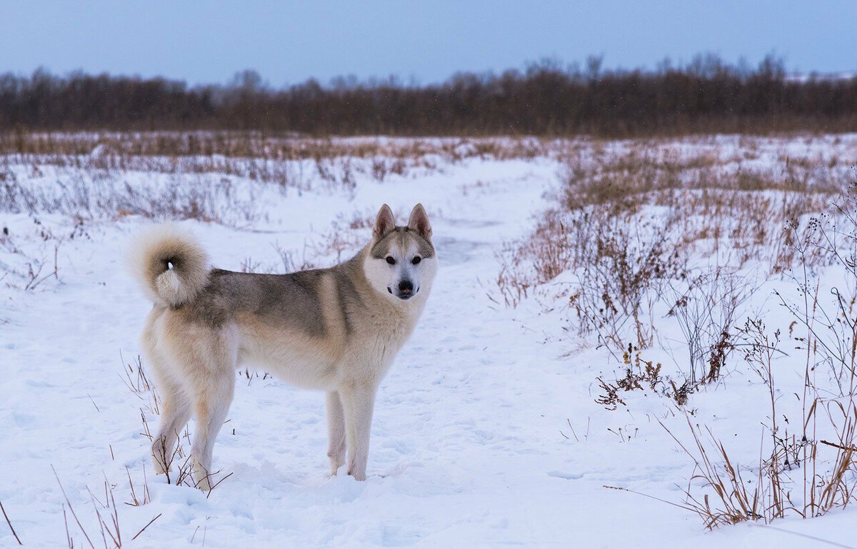 Западносибирская лайка белая