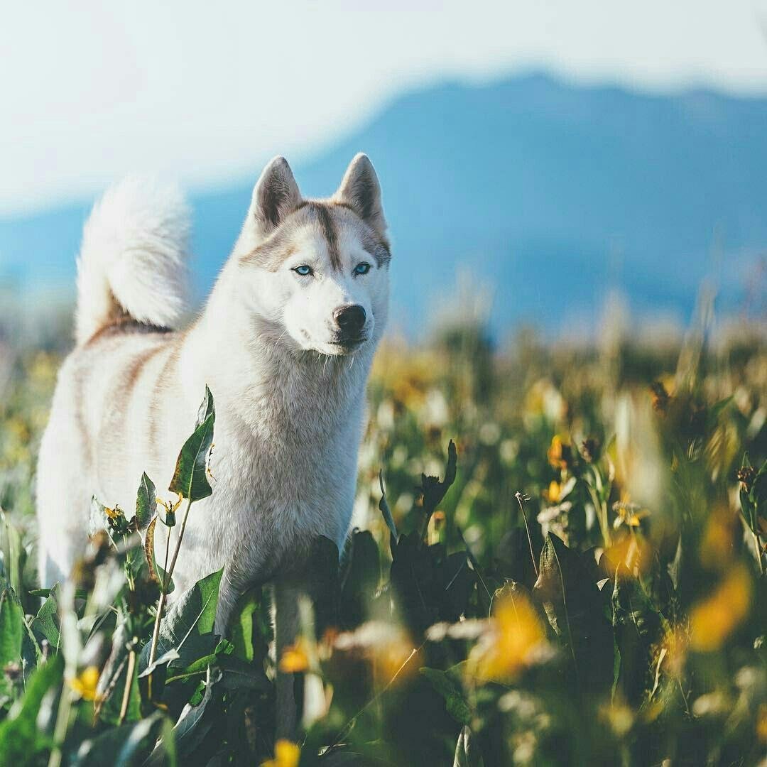Западно Сибирская хаски