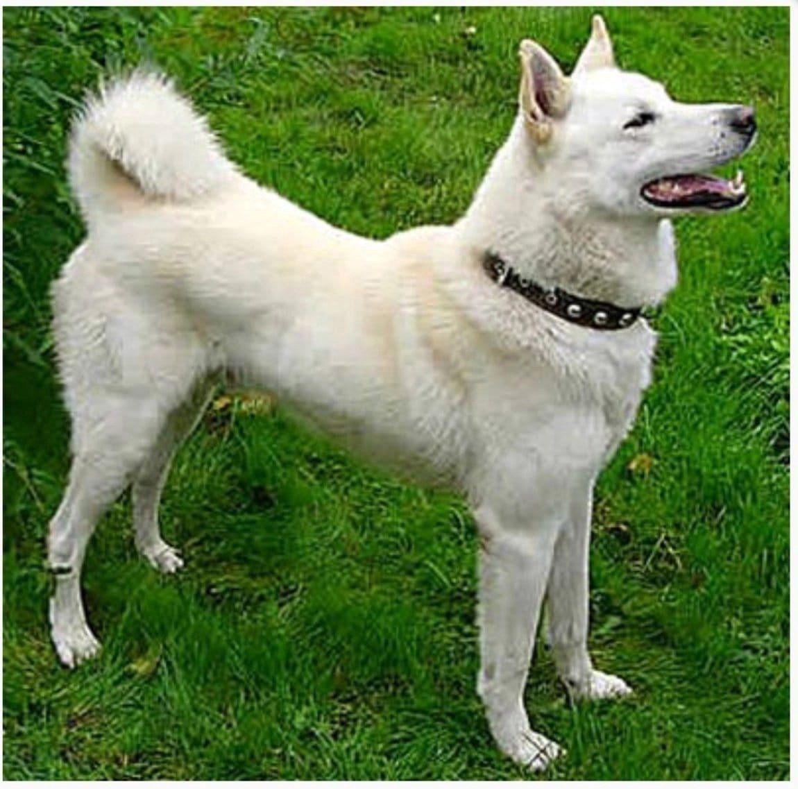 Сибирская лайка белая
