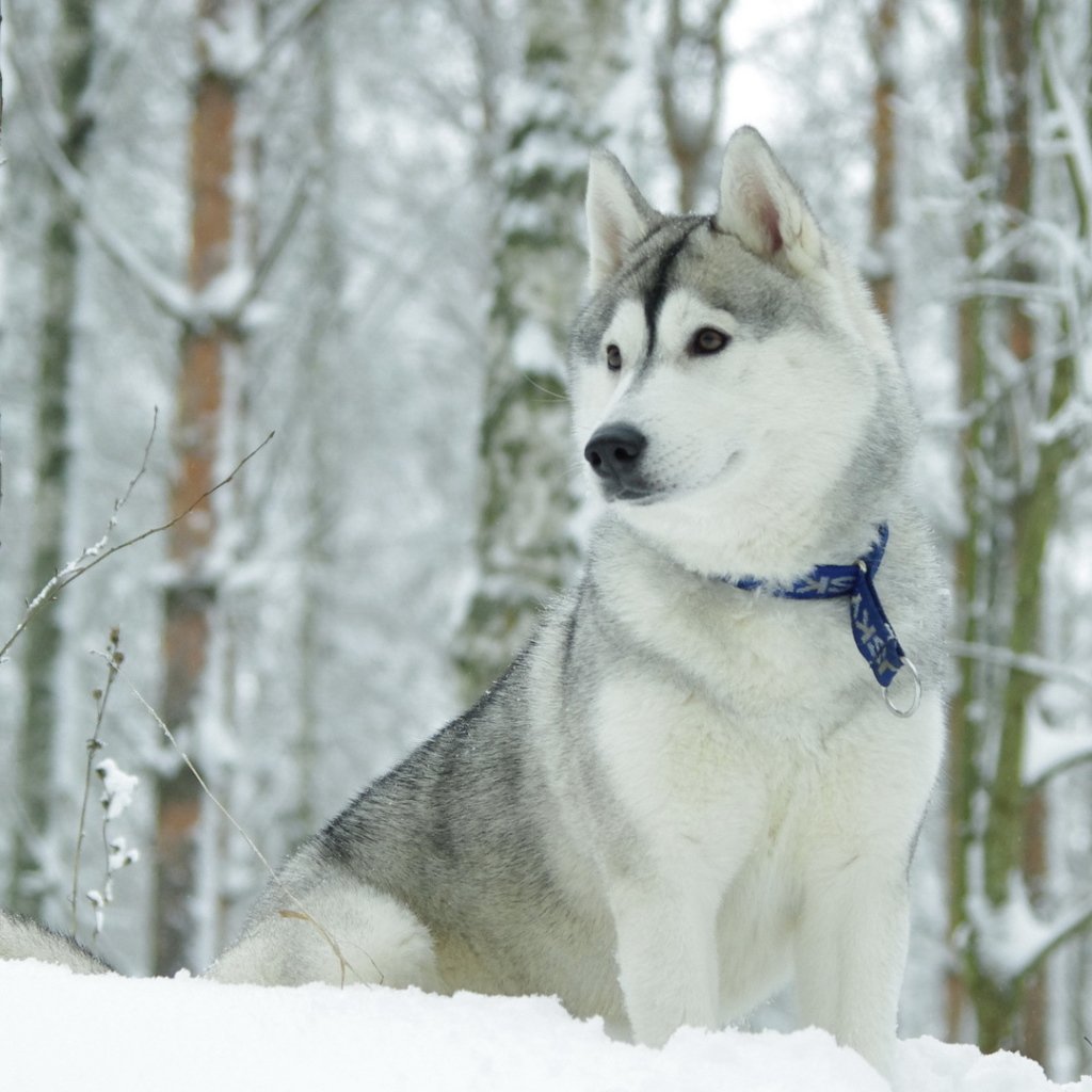 Аляскинский хаски