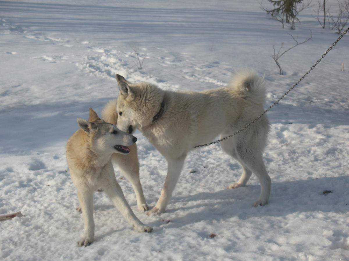 ЗСЛ лайка Сироткина