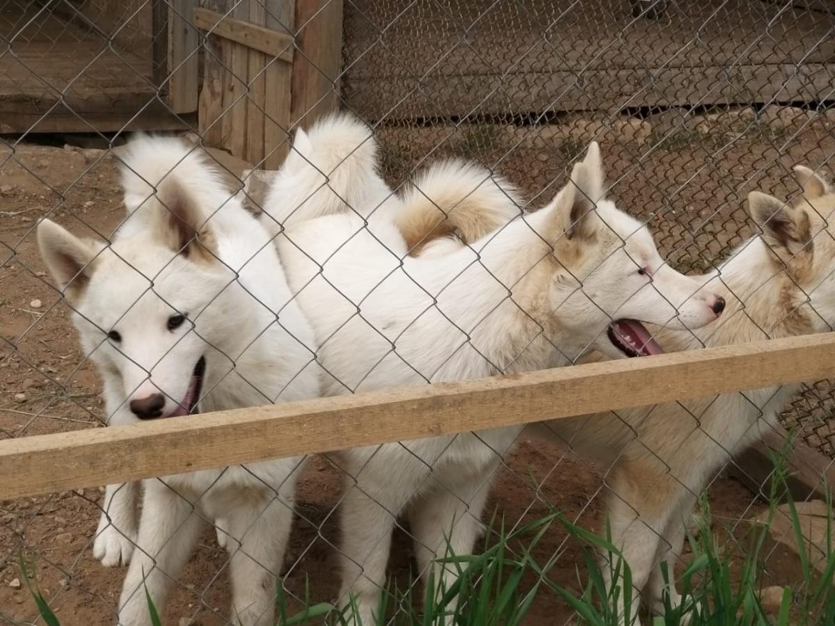 Щенки ЗСЛ белые