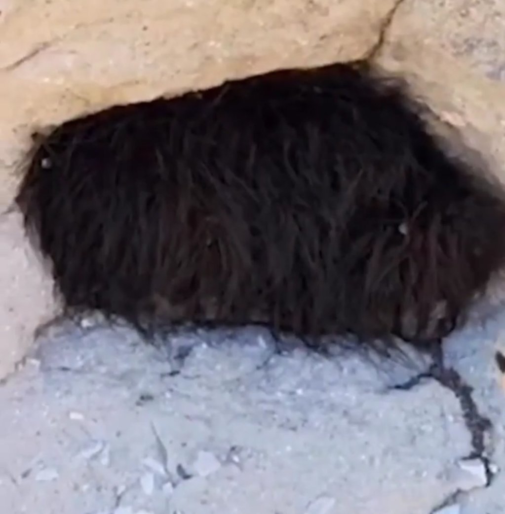 Шерстяные гнёзда пауков