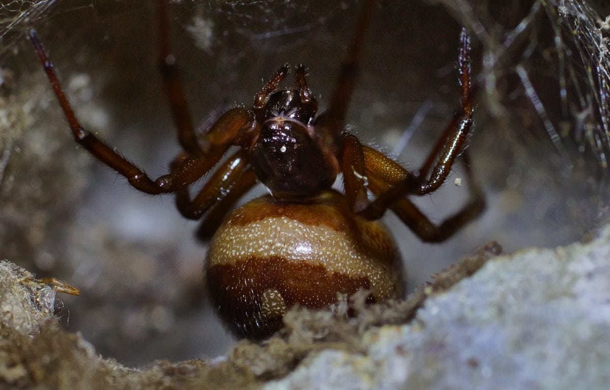 Паучье гнездо в квартире