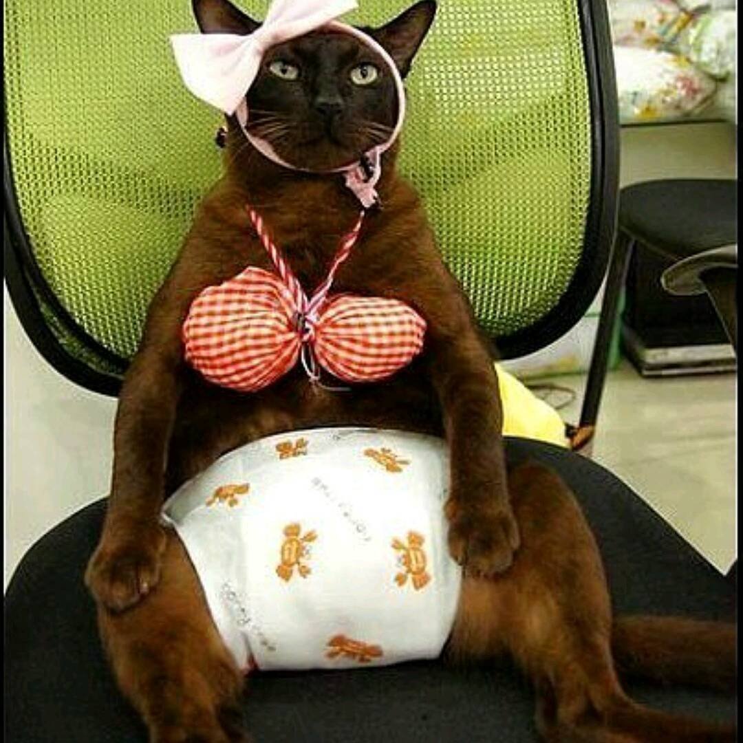 Стилизованные коты