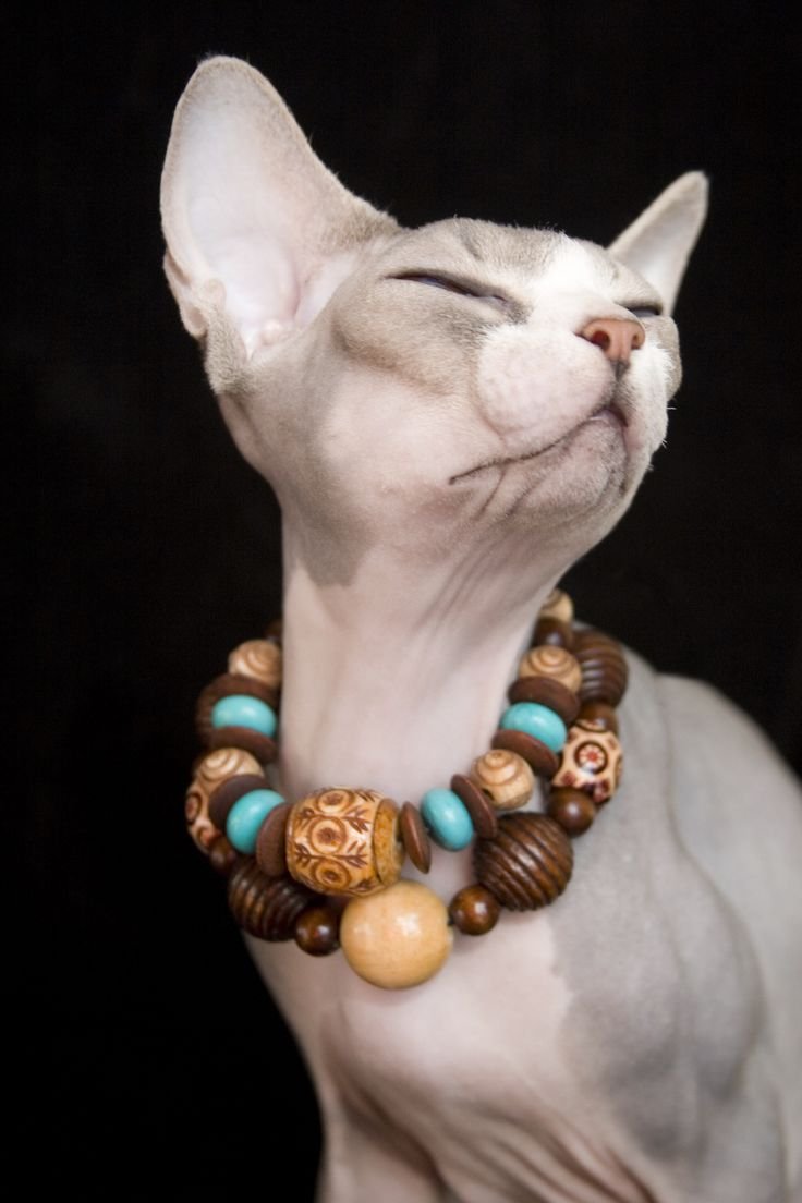 Кот с надувным кругом