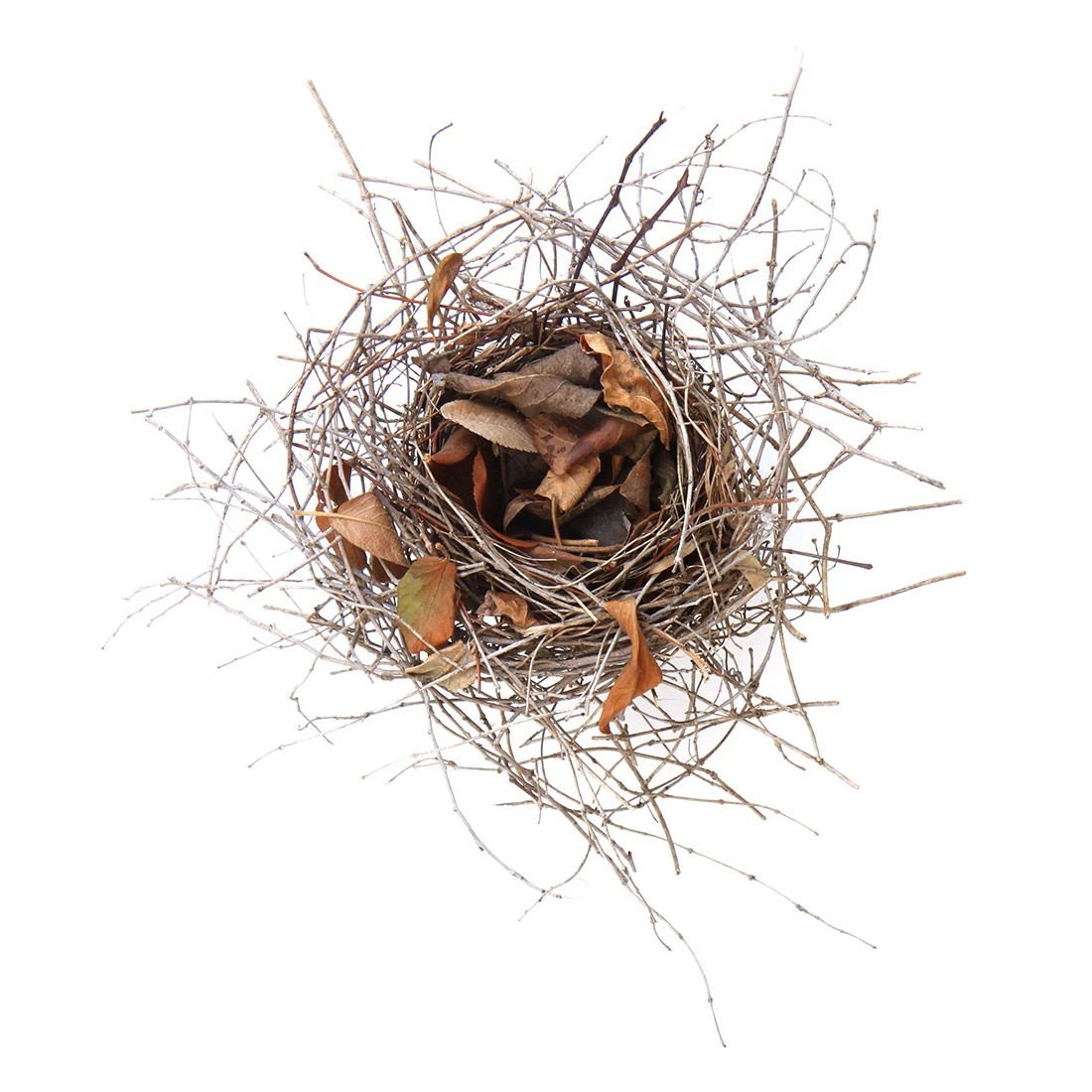 Паучье гнездо на дереве