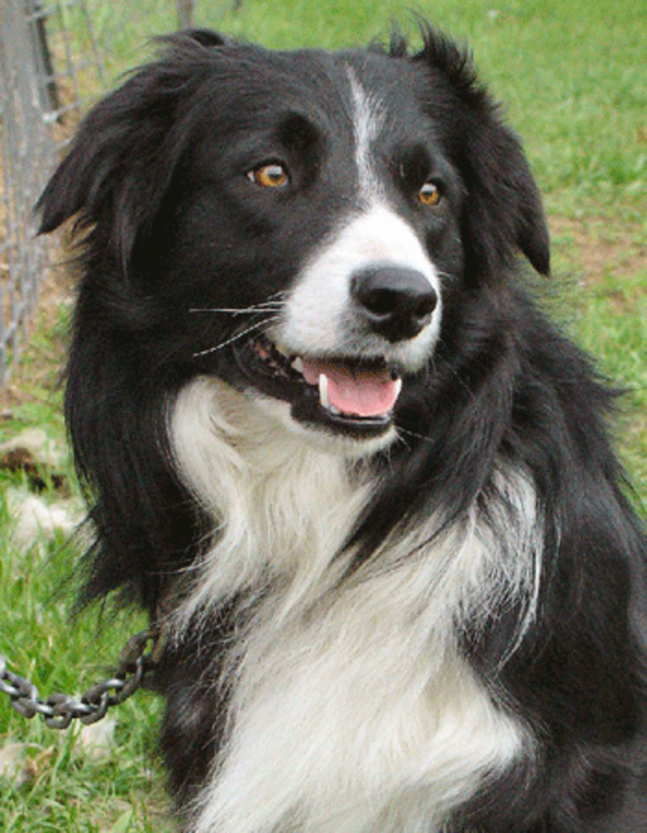 Порода собак дворняжка