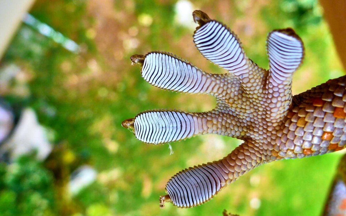 Лапки геккона макро