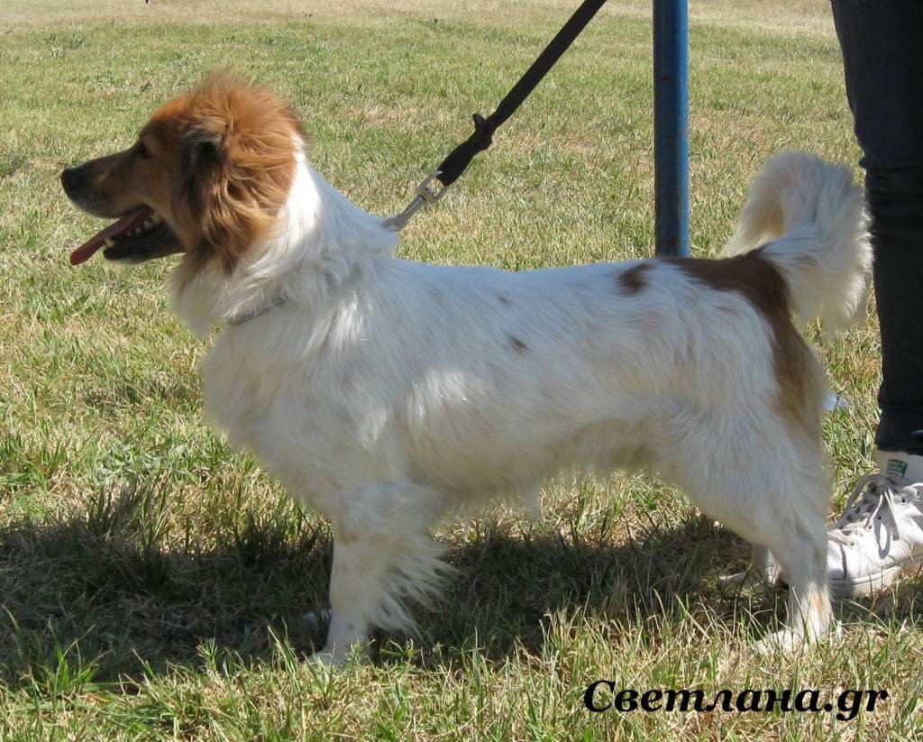 Мелитео Кинидио порода собак