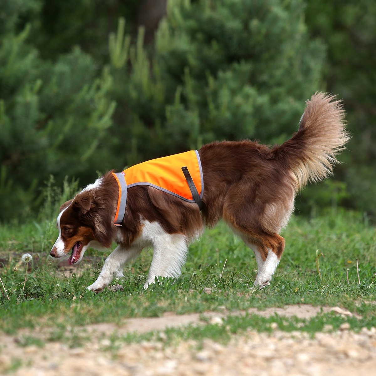 Шотландская пастушья бордер колли