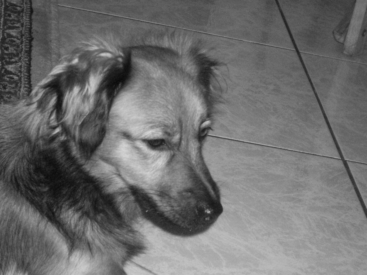 Алопекис Греческая дворняжка